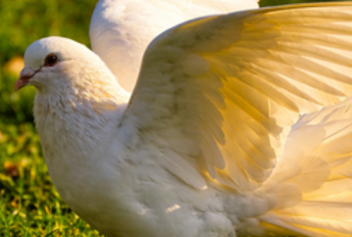 宠物航空快发往山西递鸽子